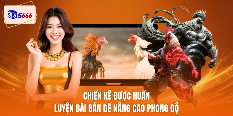 Chiến kê được huấn luyện bài bản để nâng cao phong độ